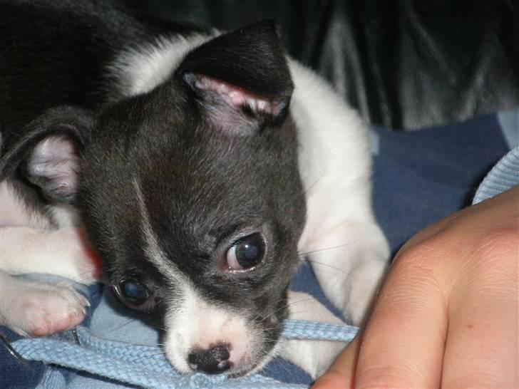 Chihuahua Viola - Viola 9 uger billede 1