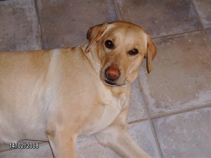 Labrador retriever Meggi <3 - Velkommen til Meggi´s Profil :) billede 1