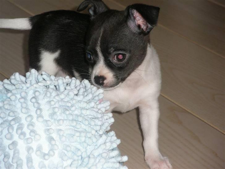 Chihuahua Viola billede 2