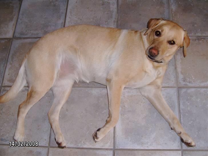Labrador retriever Meggi <3 billede 2