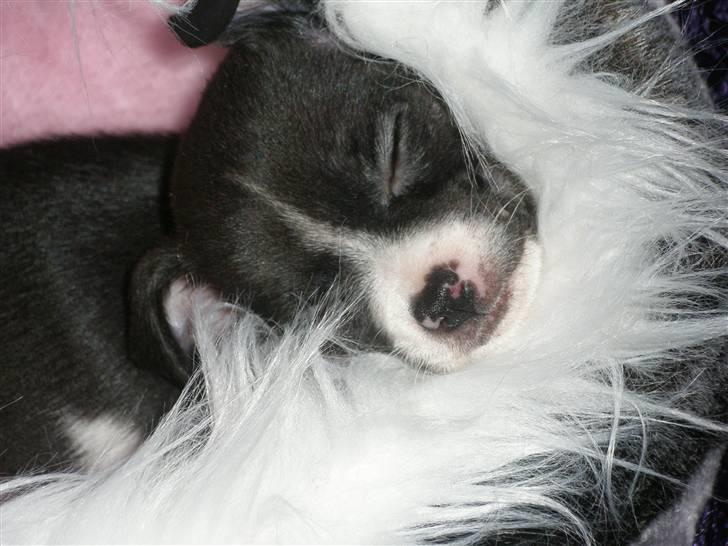 Chihuahua Viola billede 3