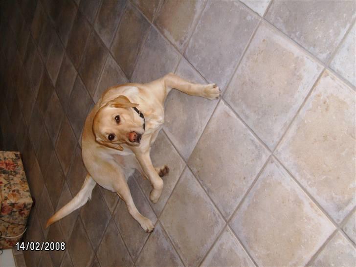 Labrador retriever Meggi <3 billede 3