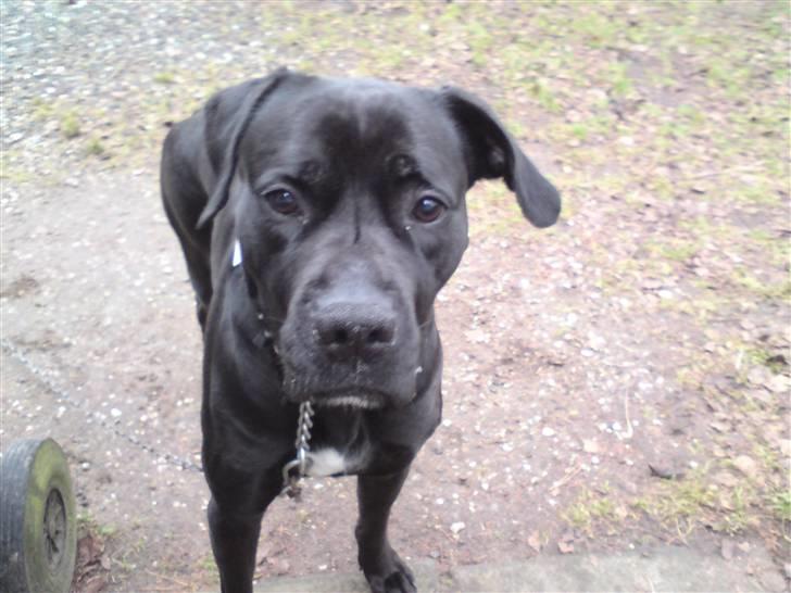 Blanding af racer Pelle billede 9