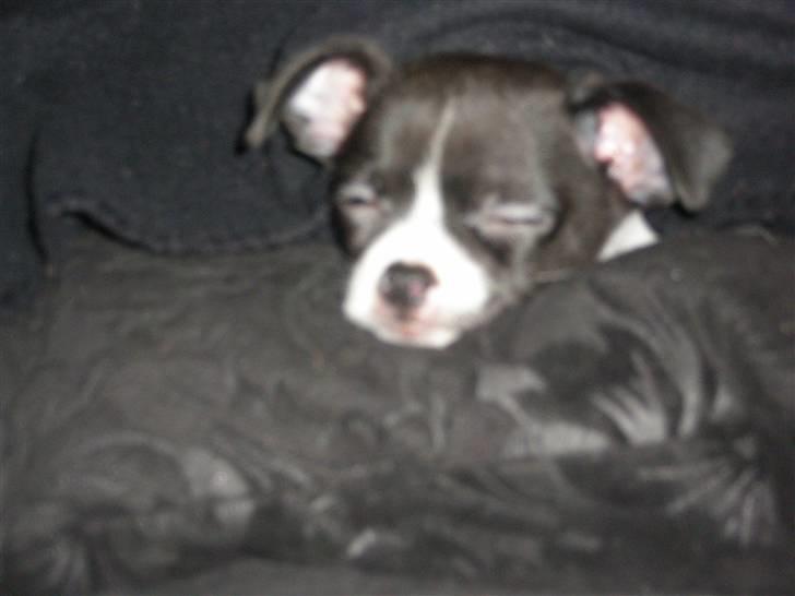 Chihuahua Viola billede 4