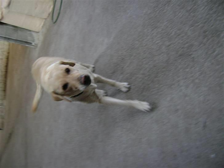 Labrador retriever Meggi <3 billede 4