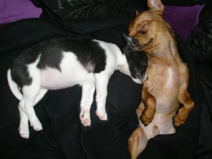 Chihuahua Viola - Viola og Max sover billede 5