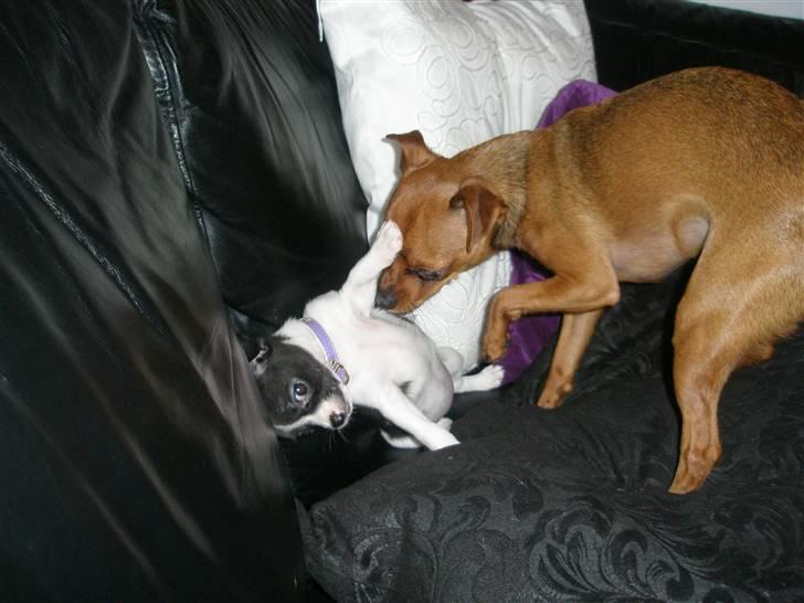 Chihuahua Viola billede 6