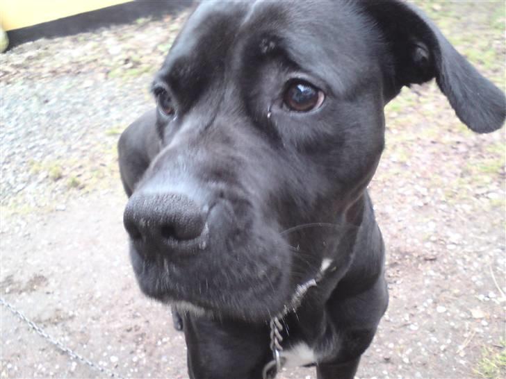 Blanding af racer Pelle - ;) billede 10