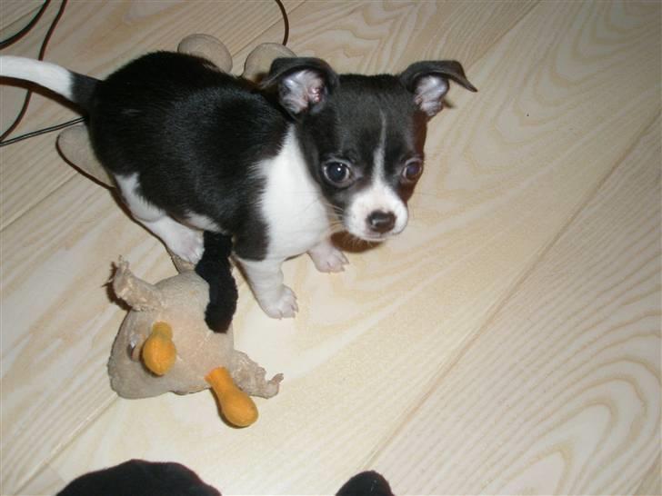 Chihuahua Viola billede 7