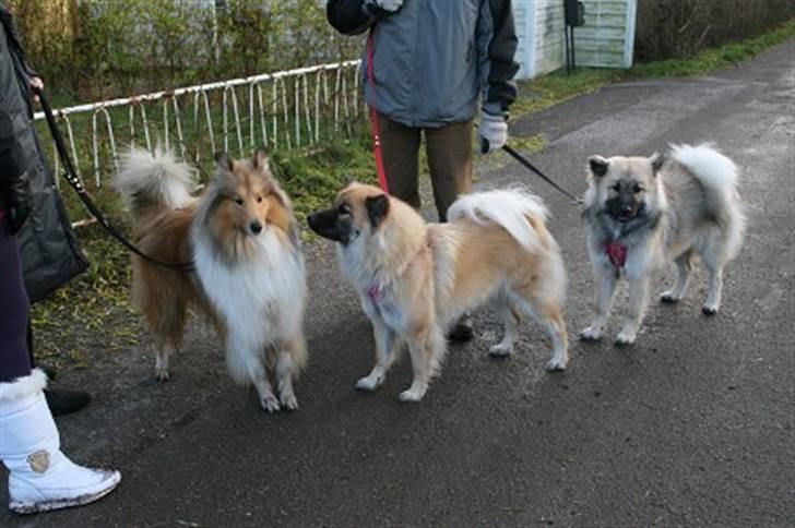 Collie langhåret Simba - Her er Simba, Nora og Mini ! :D billede 5
