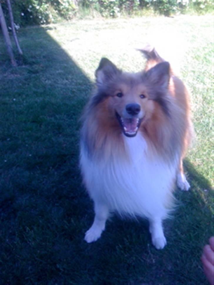 Collie langhåret Simba - Ihh, jeg er kongen ! nej, kun over alt sandet (muahaha)....smiler.... billede 6