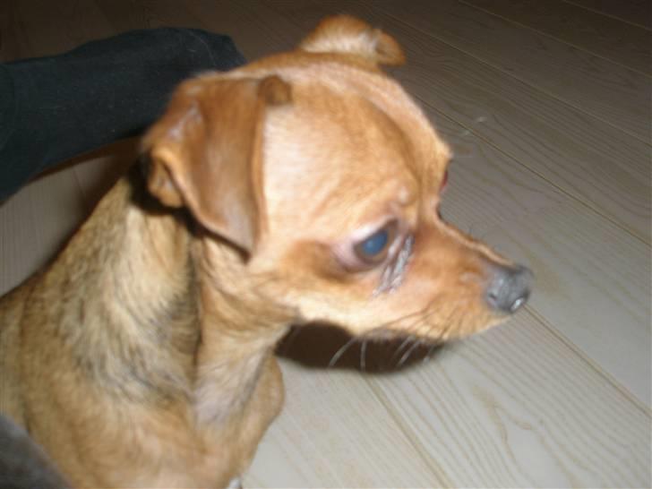 Chihuahua max billede 7