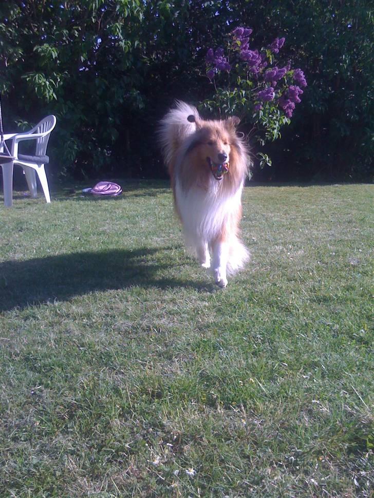 Collie langhåret Simba - jeg er bare så stolt billede 7