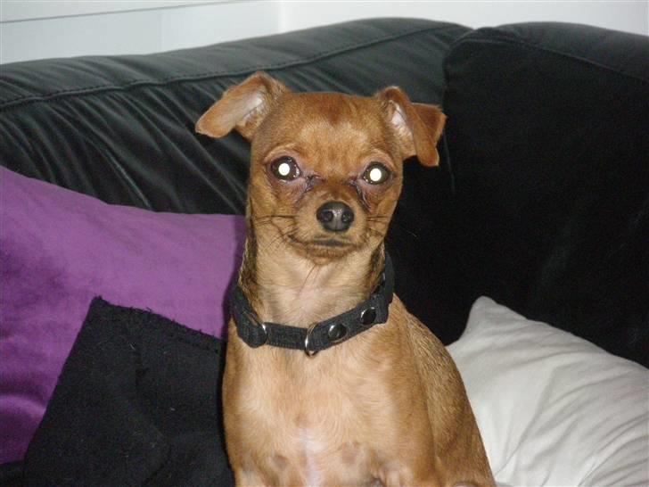 Chihuahua max billede 8