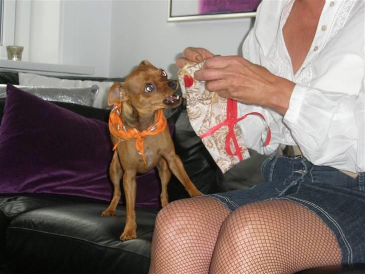 Chihuahua max - max åbner sin fødselsdagsgave med sin mormor billede 9