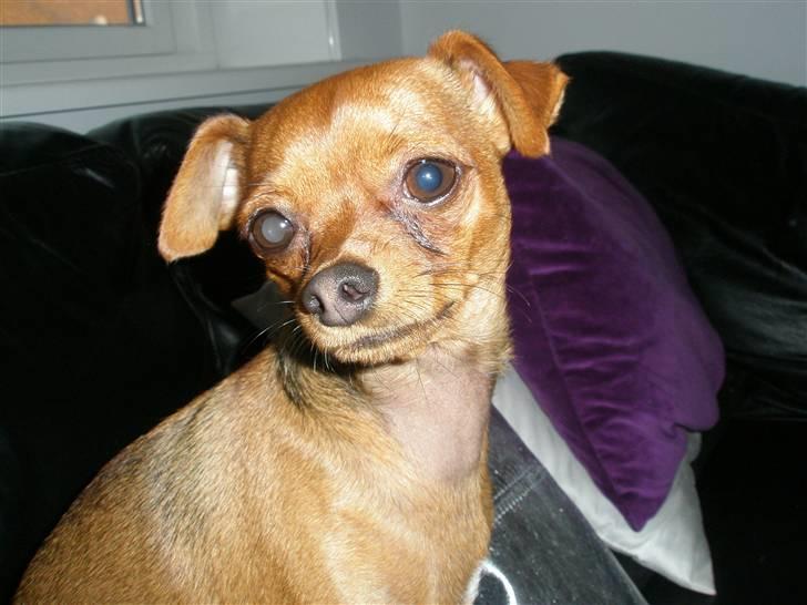 Chihuahua max billede 10