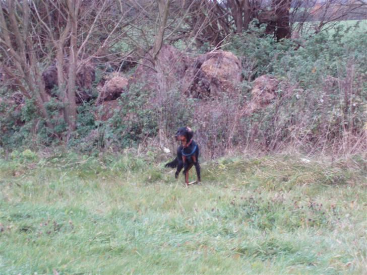 Gordon setter Wøkk´s Andi - Andi, da det begyndte at blive koldt! billede 13