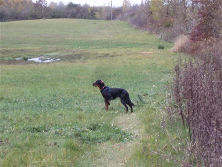 Gordon setter Wøkk´s Andi - Andi på Marken billede 14