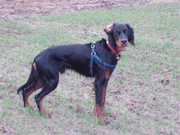 Gordon setter Wøkk´s Andi - Andi på marken billede 15
