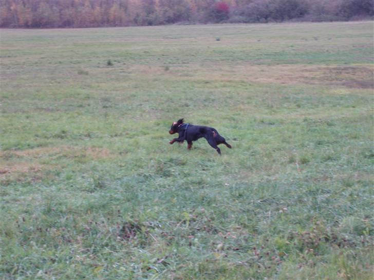 Gordon setter Wøkk´s Andi - Andi på marken billede 16