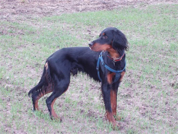 Gordon setter Wøkk´s Andi - Andi på marken billede 17