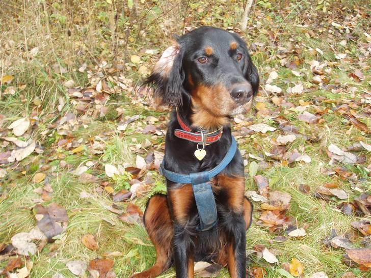 Gordon setter Wøkk´s Andi - Andi i skoven billede 18