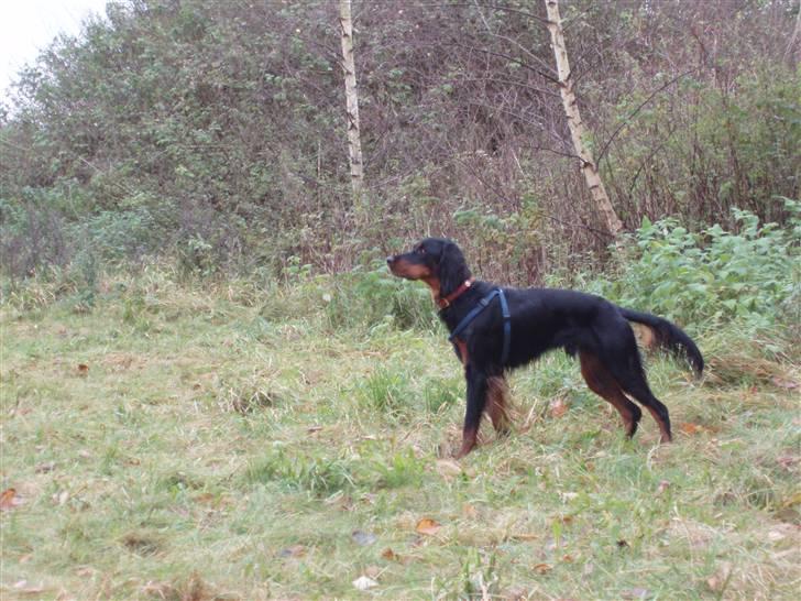 Gordon setter Wøkk´s Andi - Andi på marken billede 19