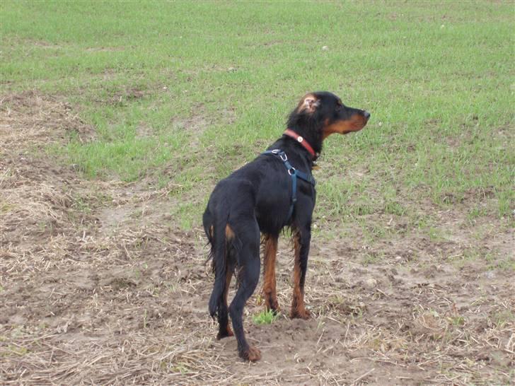 Gordon setter Wøkk´s Andi - Andi på marken billede 20