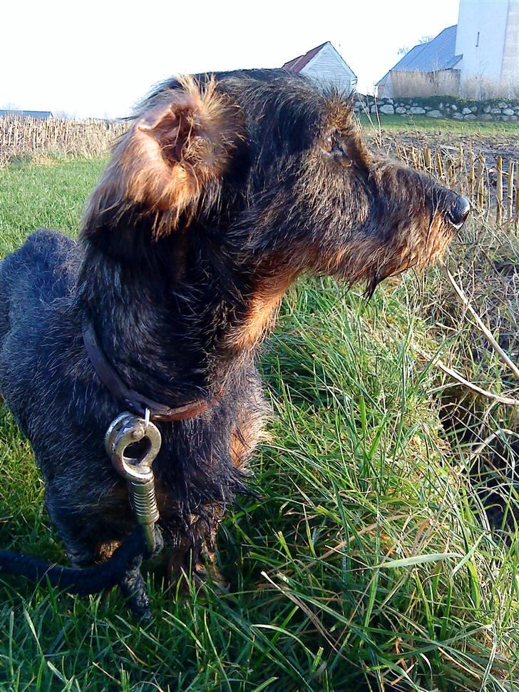 Gravhund Victor - Smukke victor (Selvom øret vender forkert ;P) billede 11