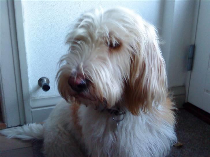 Petit basset griffon wendéen Aase billede 1