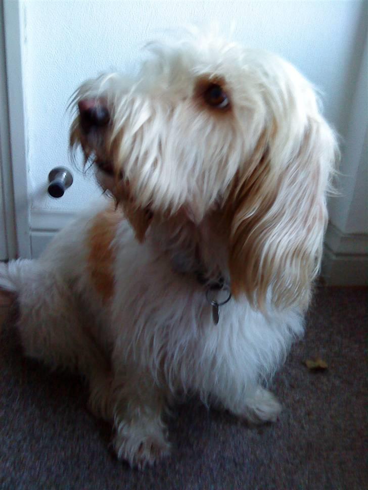 Petit basset griffon wendéen Aase billede 2