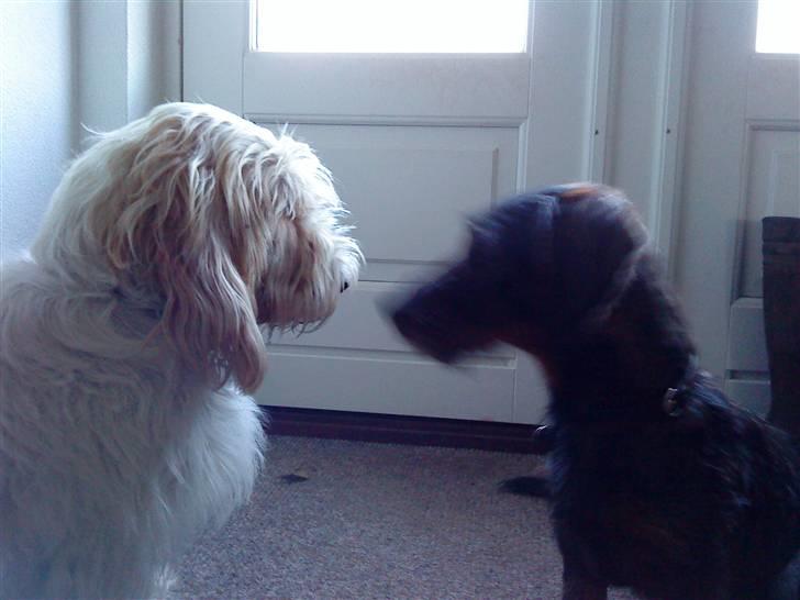 Petit basset griffon wendéen Aase - Aase og Victor (Undskyld det er ret rystet) billede 4