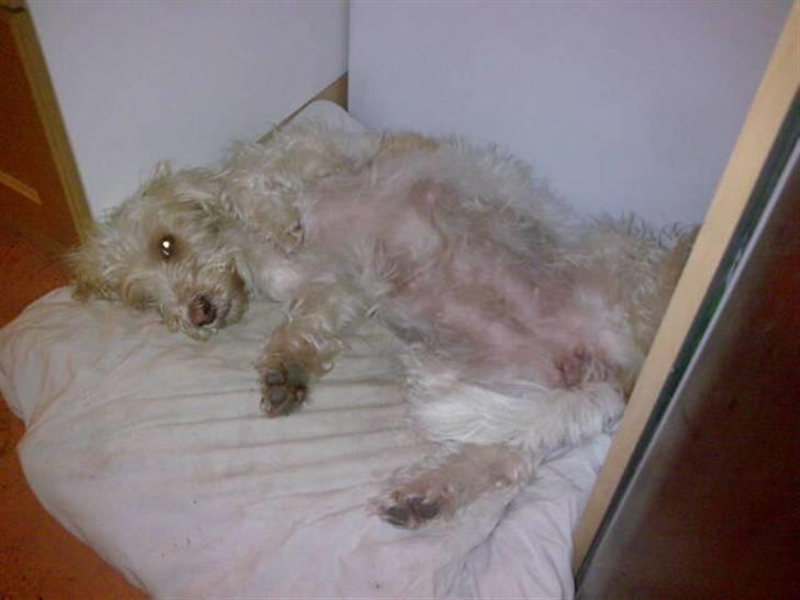 Petit basset griffon wendéen Aase billede 5