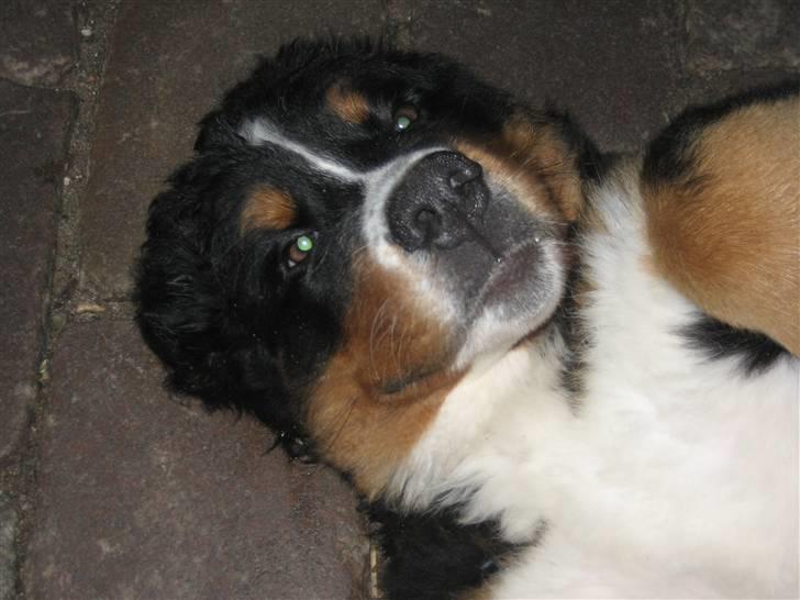 Berner sennenhund Lenesberner Holly<3 -  bare hygge.............................. billede 10