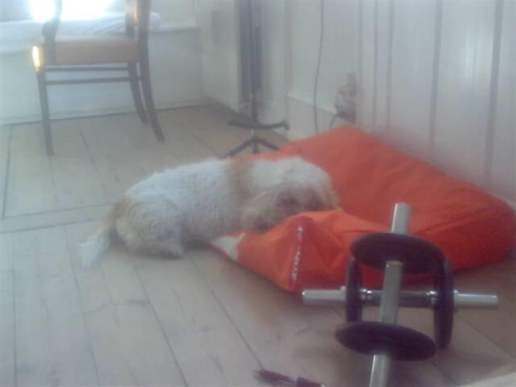 Petit basset griffon wendéen Aase - Aase ligger lige og får sig en lur, billede 6