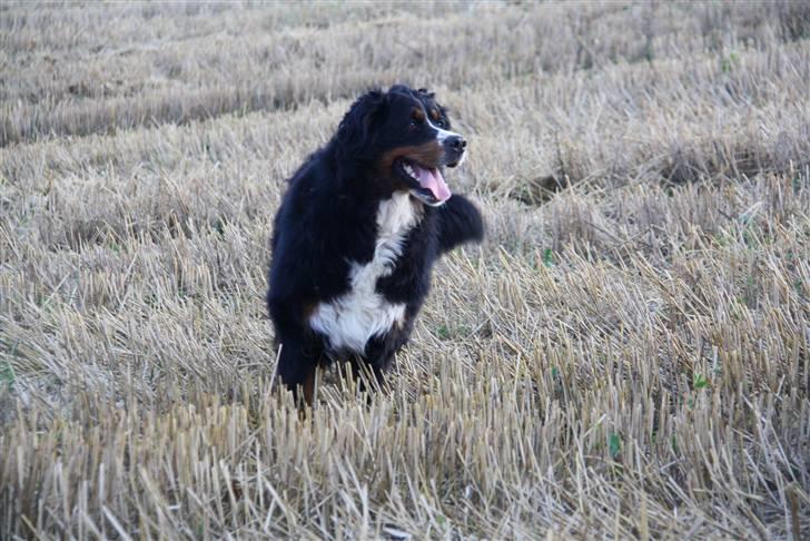 Berner sennenhund Lenesberner Holly<3 - lille søde holly<3 billede 11