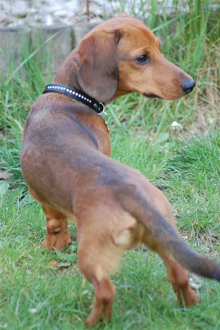 Miniature gravhund Futte's Charlie Fandango - Velkommen til min profil jeg hedder Charlie. og håber i vil smide en kommentar og en bedømmelse. HVAD er det derovre ved siden af dig? billede 1