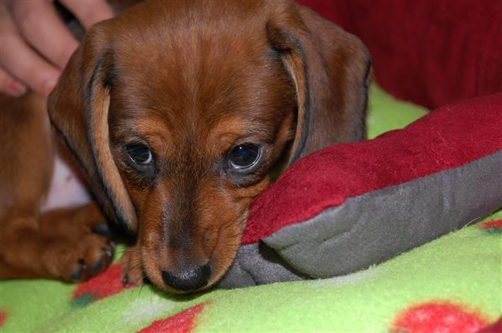 Miniature gravhund Futte's Charlie Fandango - Hey hvad er det der er så godt ved mig? jeg spørger bare altså...! billede 2