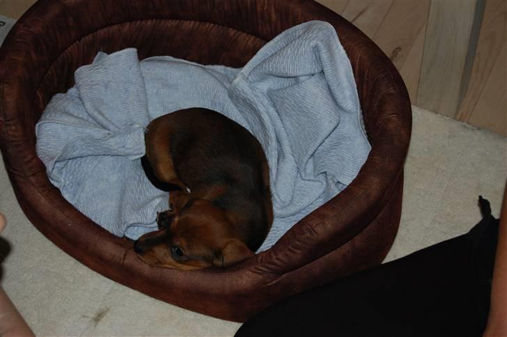 Miniature gravhund Futte's Charlie Fandango - Årrrrrrhhhh må man få lidt fred til at sove?. mor gå så væk med det kamera EJJJ billede 3