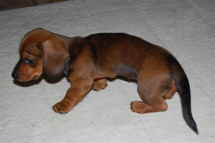 Miniature gravhund Futte's Charlie Fandango - UUUH strække strække er lige vågnet 8D billede 4