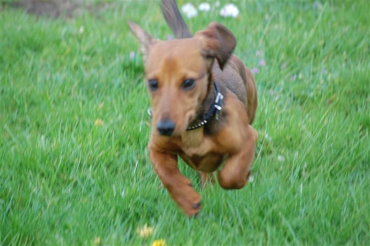 Miniature gravhund Futte's Charlie Fandango - HAHA så i tror at i kan fange mig hva´? NEJ ALDRIG HAHA............. SAY YOU BAD? I´M BAD billede 5