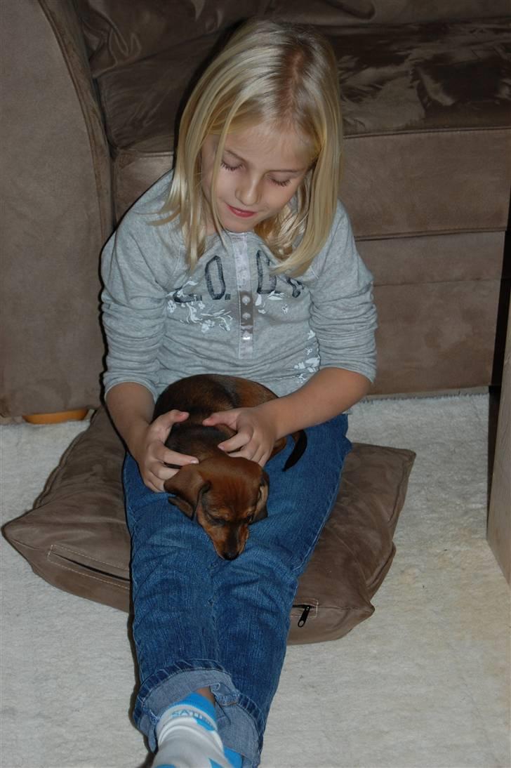 Miniature gravhund Futte's Charlie Fandango - Godnat Mia!!! SID SÅ STILLE MIA AAAARRRRHHHH billede 6