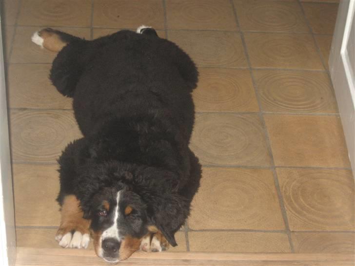 Berner sennenhund Lenesberner Holly<3 - holly sover zzz billede 14