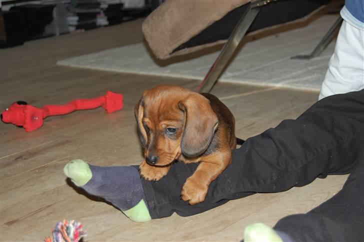 Miniature gravhund Futte's Charlie Fandango - Hvordan fungere mine ben lige?? billede 7