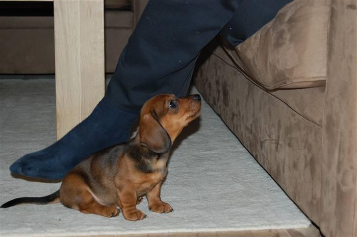 Miniature gravhund Futte's Charlie Fandango - FAR jeg vil op NU billede 8