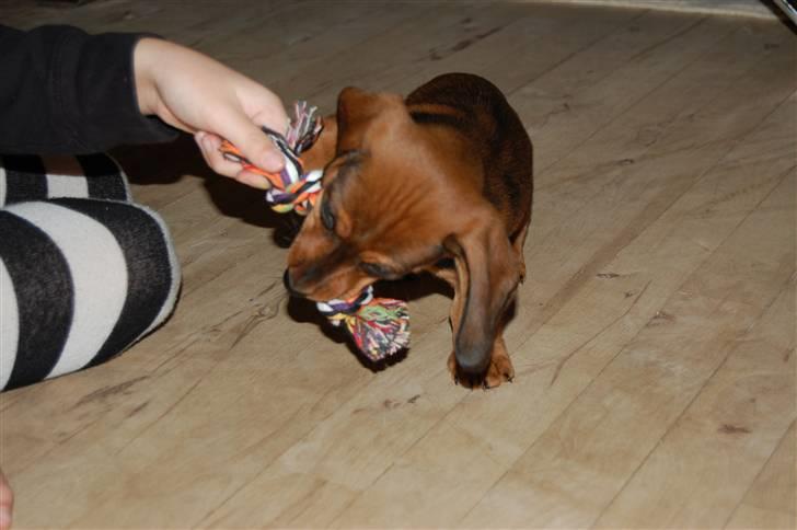 Miniature gravhund Futte's Charlie Fandango - Mia giv mig så denne der knor knor vov vov billede 9