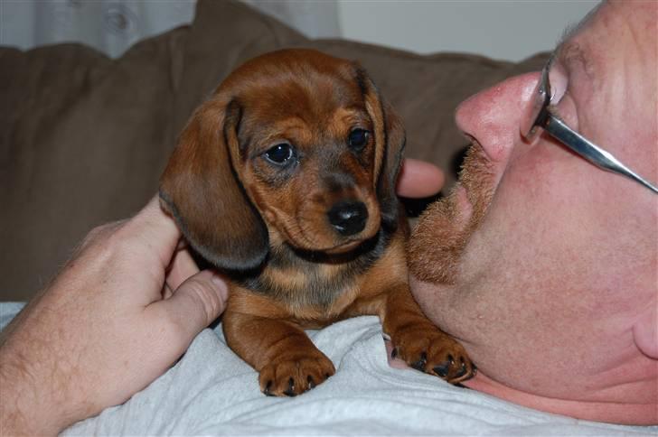 Miniature gravhund Futte's Charlie Fandango - Se lige jeg ligger i hovedet på far HAHA billede 10