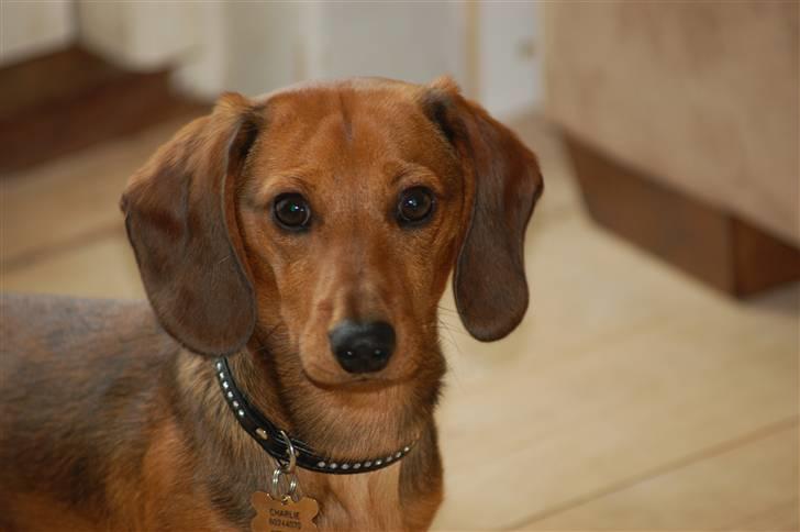 Miniature gravhund Futte's Charlie Fandango - Er du her stadig? når okay hvad syntes du så om min profil indtil videre? billede 11