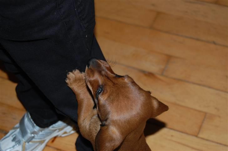 Miniature gravhund Futte's Charlie Fandango - Benjamin jeg vil op. Kom nu billede 12