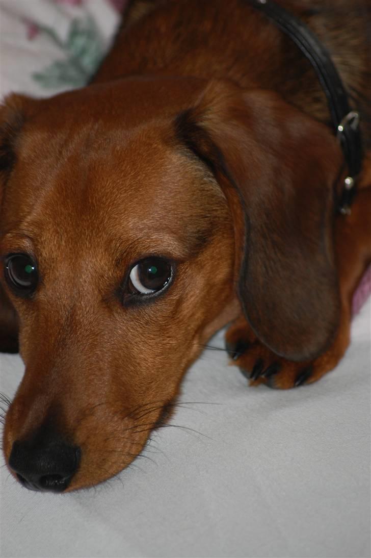 Miniature gravhund Futte's Charlie Fandango - Jeg holder hele tiden øje med dig! bare for at du ved det. Men er jeg nu ikke dejlig? billede 13